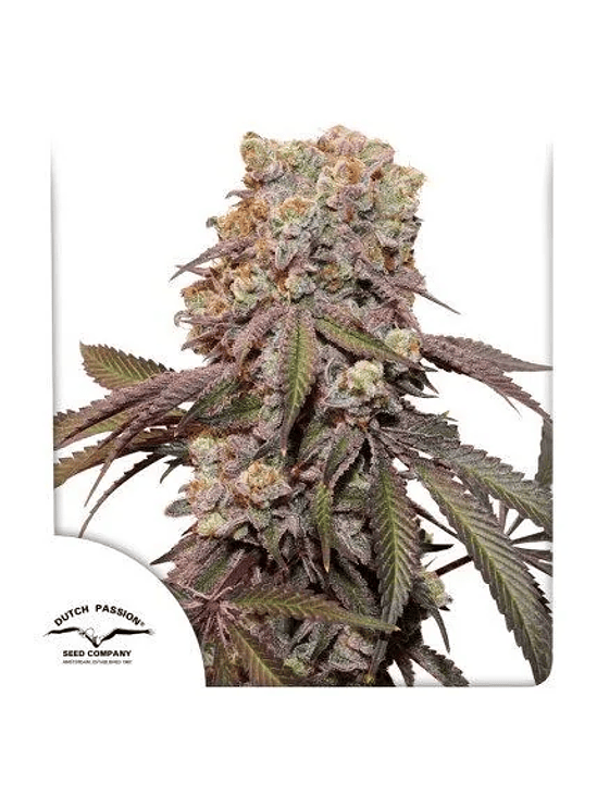 CANDY BUBATZ XL AUTO X3-DUTCH PASSION 1