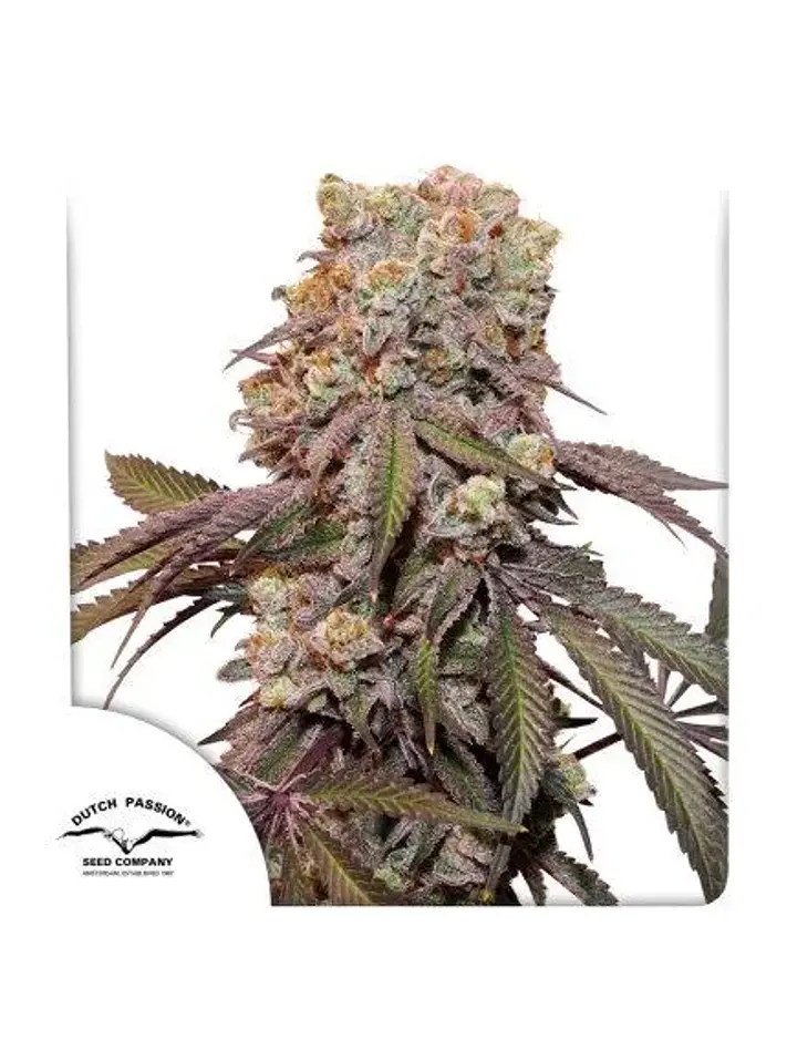 Candy Bubatz Xl Auto -Dutch Passion X3+1 2