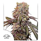 Candy Bubatz Xl Auto -Dutch Passion X3+1 - Miniatura 2