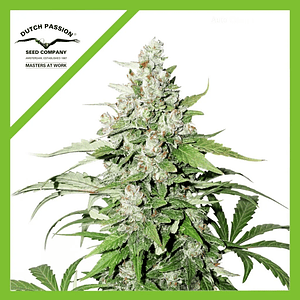 Cinderella Jack Auto X 1-Dutch Passion