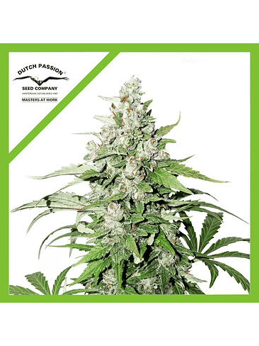 CINDERELLA JACK AUTO X 1-DUTCH PASSION 1