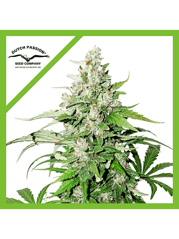 CINDERELLA JACK  AUTO X3-DUTCH PASSION 1