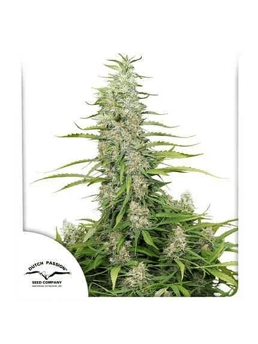 C-VIBEZ  FEM X3-DUTCH PASSION 1