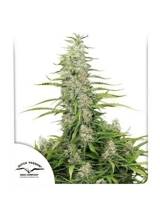 C-VIBEZ  FEM X3-DUTCH PASSION 1