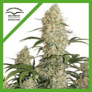 CRITICAL ORANGE PUNCH  AUTO X3-DUTCH PASSION