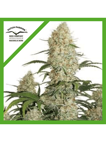 CRITICAL ORANGE PUNCH  AUTO X3-DUTCH PASSION 1