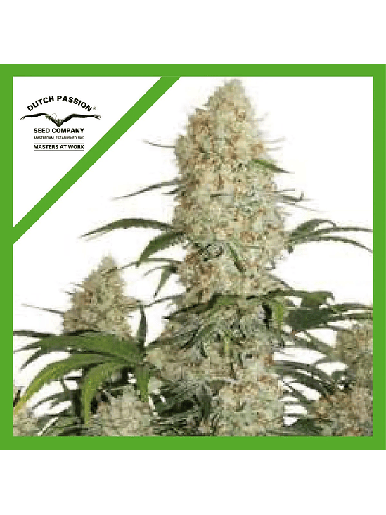 CRITICAL ORANGE PUNCH  AUTO X3-DUTCH PASSION 1