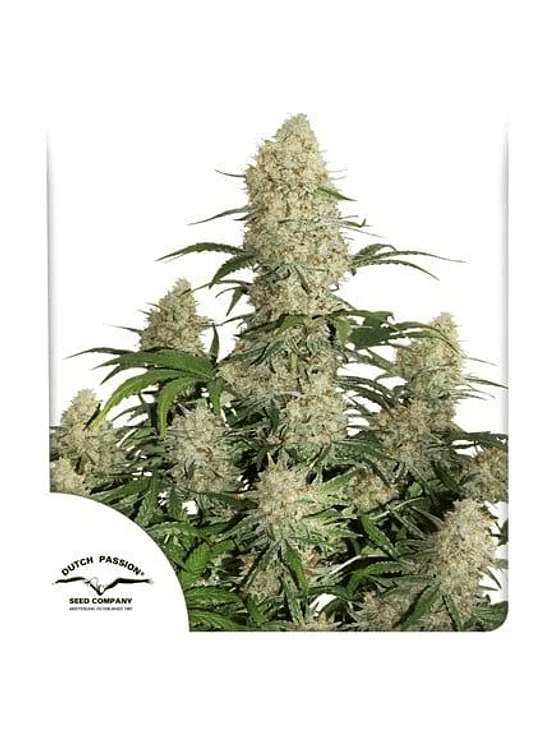 CRITICAL ORANGE PUNCH AUTO X25-DUTCH PASSION 1