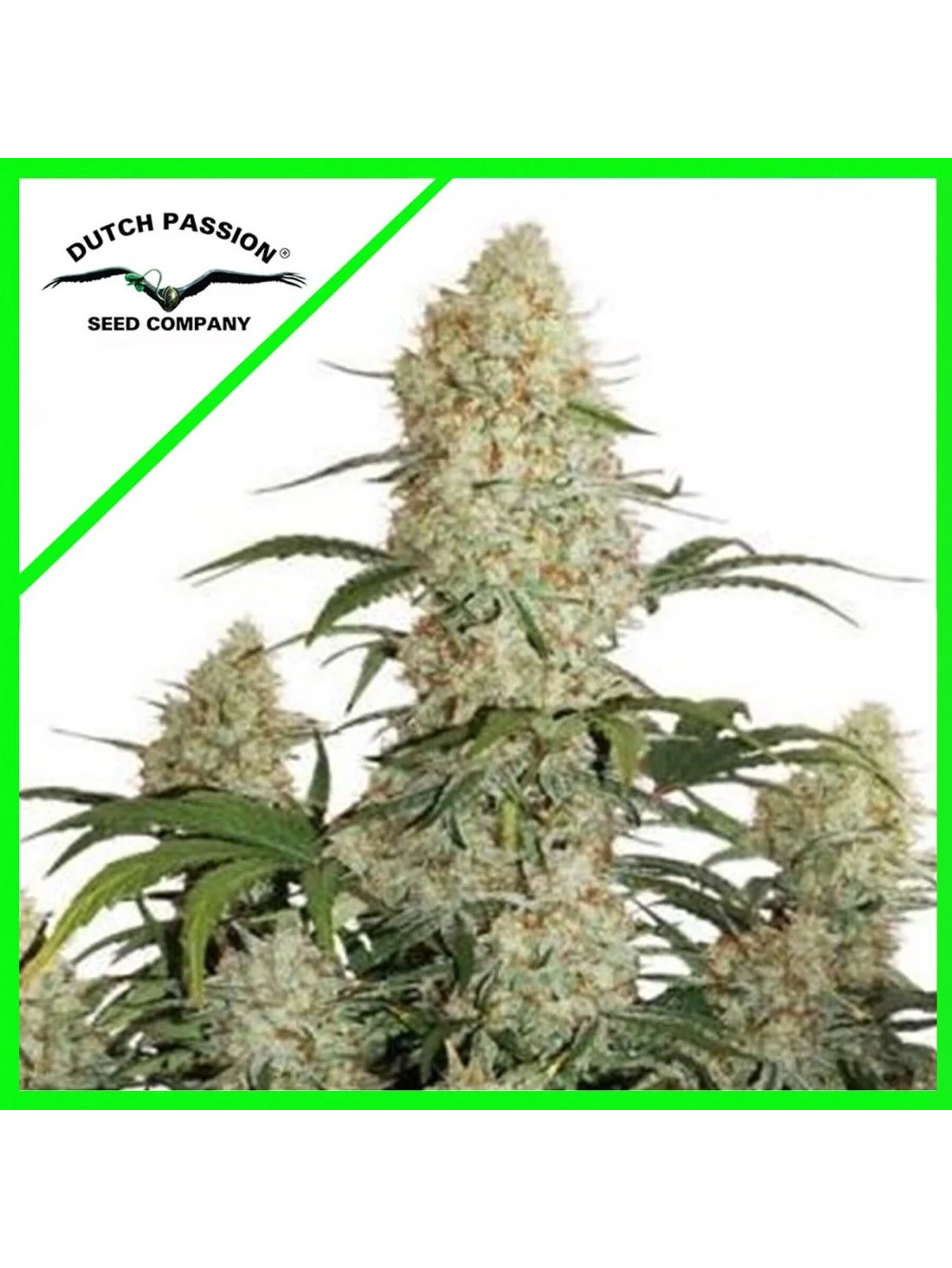 Critical Orange Punch Auto -Dutch Passion (X100/X25/X7/X3/X3+1) 1