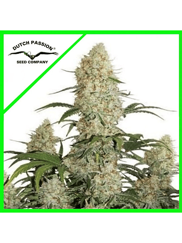 CRITICAL ORANGE PUNCH AUTO X100-DUTCH PASSION 1