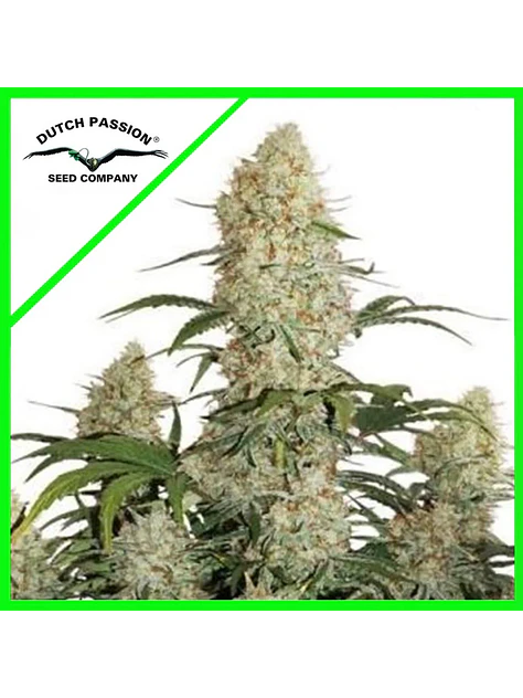 Critical Orange Punch Auto -Dutch Passion (X100/X25/X7/X3+1) 1