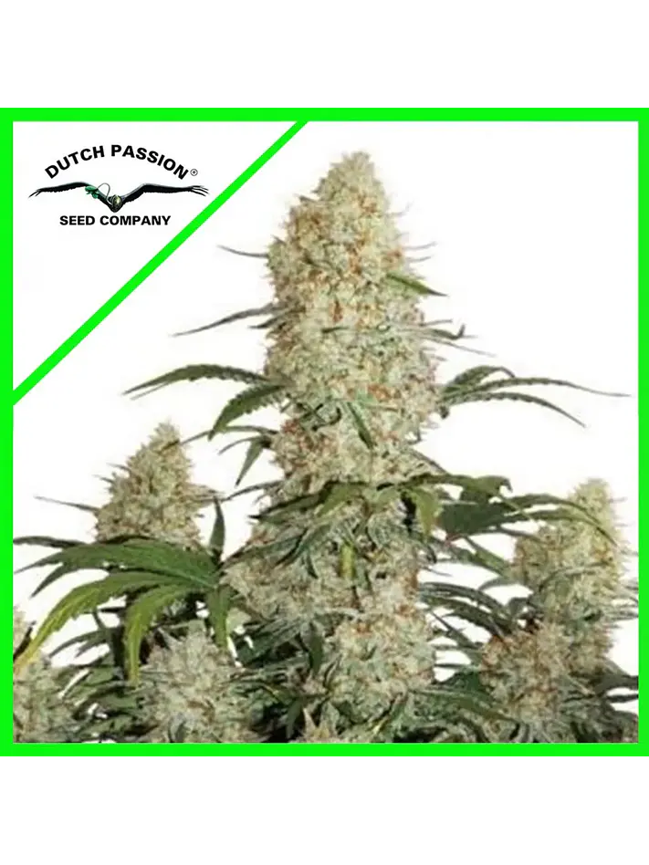 Critical Orange Punch Auto -Dutch Passion (X100/X25/X7/X3+1) 1