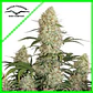 Critical Orange Punch Auto -Dutch Passion (X100/X25/X7/X3+1) - Miniatura 1