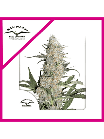 CRITICAL ORANGE PUNCH  FEM X3-DUTCH PASSION 1