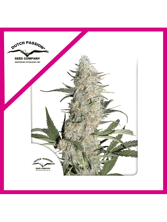 CRITICAL ORANGE PUNCH  FEM X3-DUTCH PASSION 1