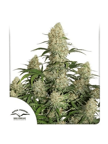 CRITICAL ORANGE PUNCH FEM X25-DUTCH PASSION 1