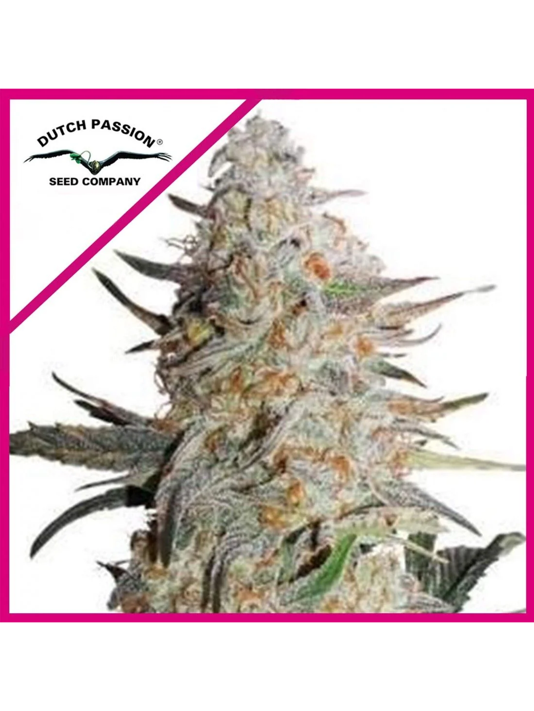 Critical Orange Punch Fem -Dutch Passion (X100/X25/X3/X3+1) 1