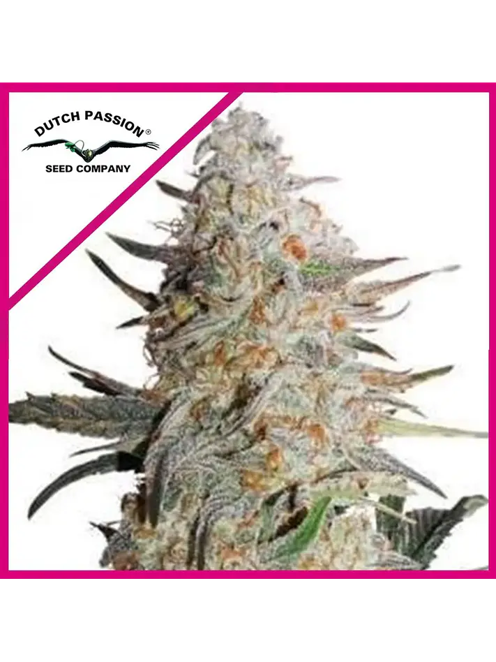 Critical Orange Punch Fem -Dutch Passion (X100/X25/X3+1) 1