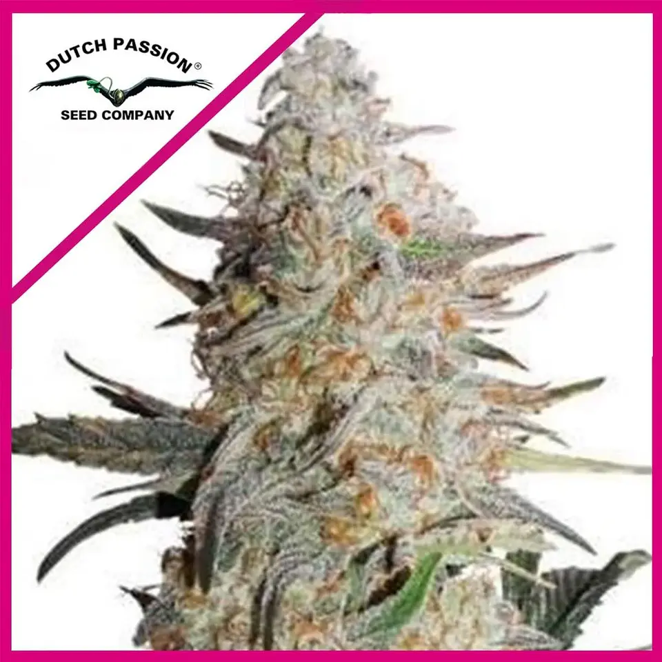 Critical Orange Punch Fem -Dutch Passion (X100/X25/X3+1) 1