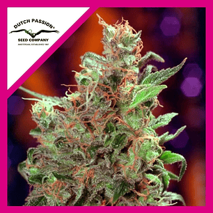 CALIFORNIAN ORANGE  FEM X3-DUTCH PASSION