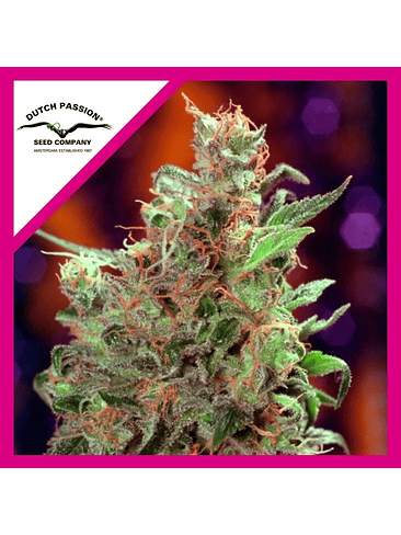 CALIFORNIAN ORANGE  FEM X3-DUTCH PASSION 1