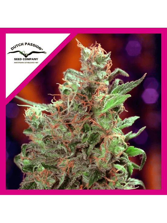 CALIFORNIAN ORANGE  FEM X3-DUTCH PASSION 1