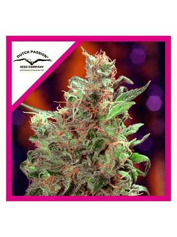 CALIFORNIAN ORANGE FEM X100-DUTCH PASSION 1