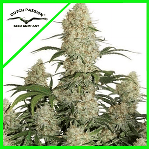 CRITICAL ORANGE PUNCH AUTO X7-DUTCH PASSION