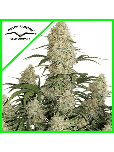 CRITICAL ORANGE PUNCH AUTO X7-DUTCH PASSION 1