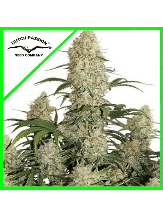 CRITICAL ORANGE PUNCH AUTO X7-DUTCH PASSION 1