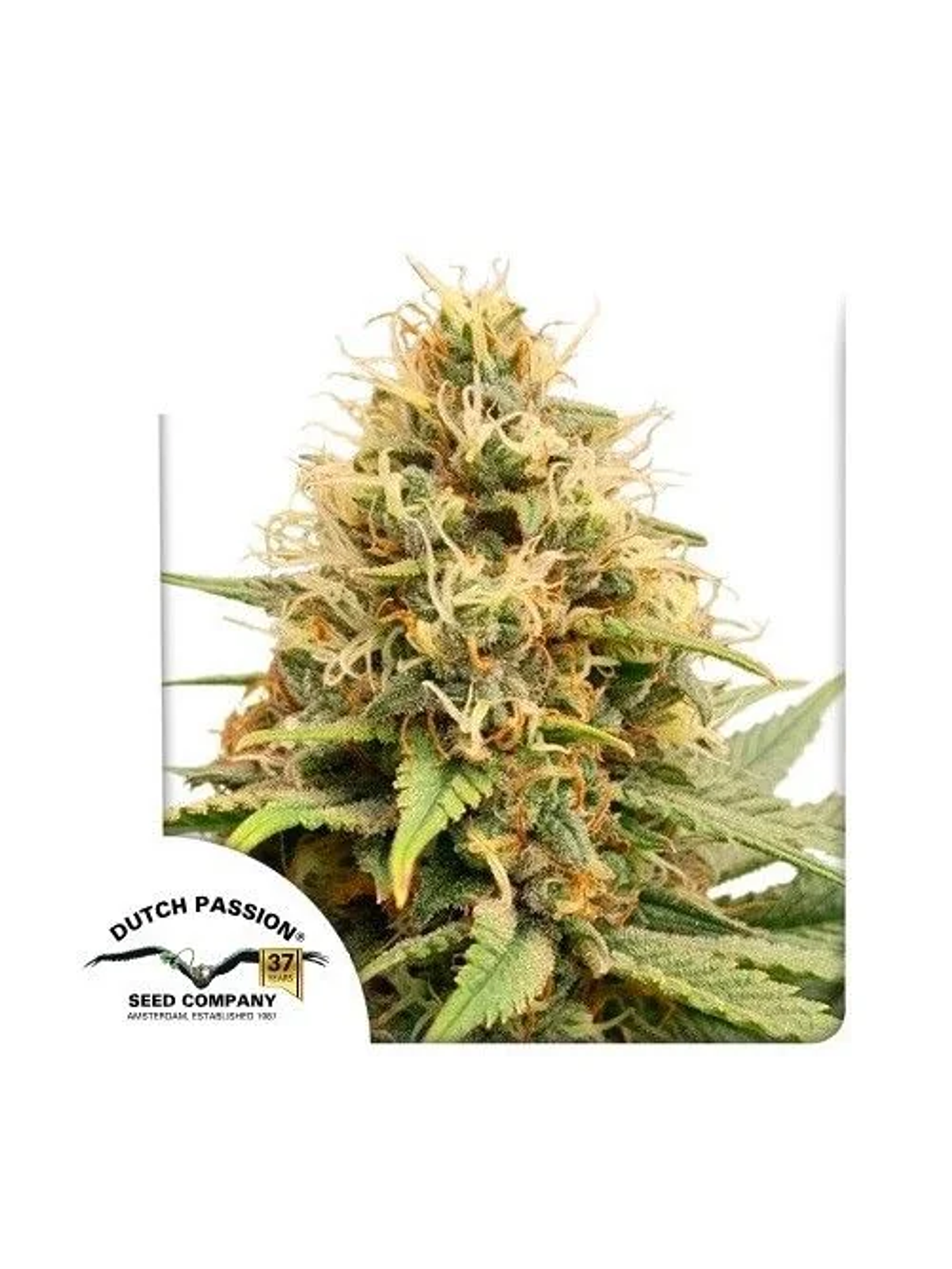 Crystal White Kush Fem X3-Dutch Passion 1
