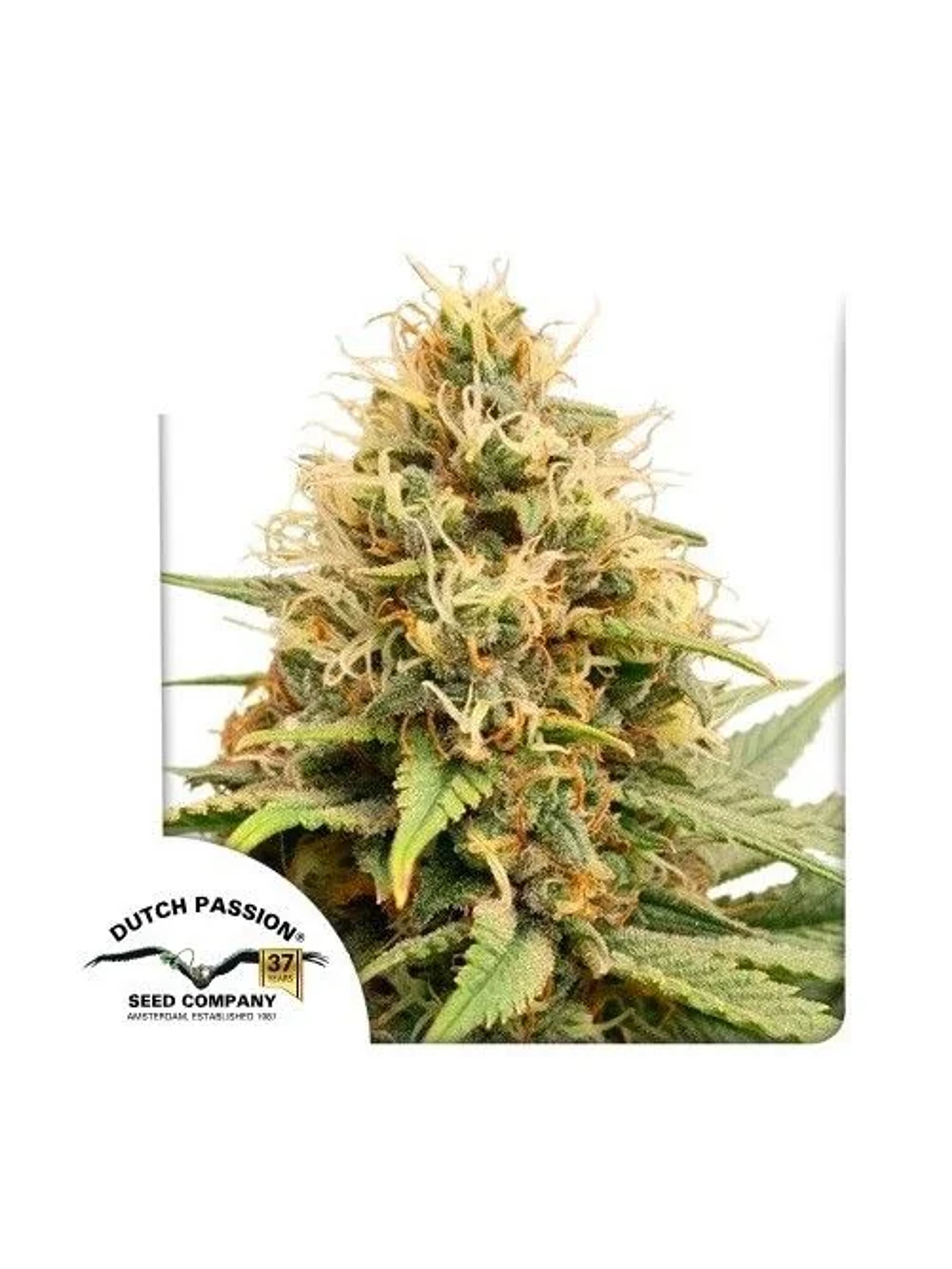 Crystal White Kush Fem X3-Dutch Passion 1