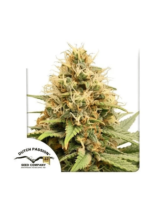 CRYSTAL WHITE KUSH FEM X3-DUTCH PASSION 1