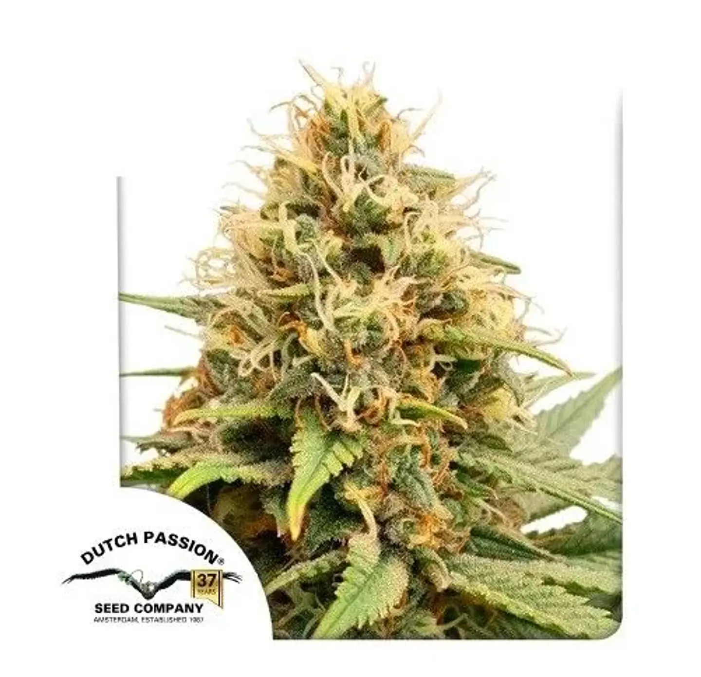 Crystal White Kush Fem X3-Dutch Passion 1