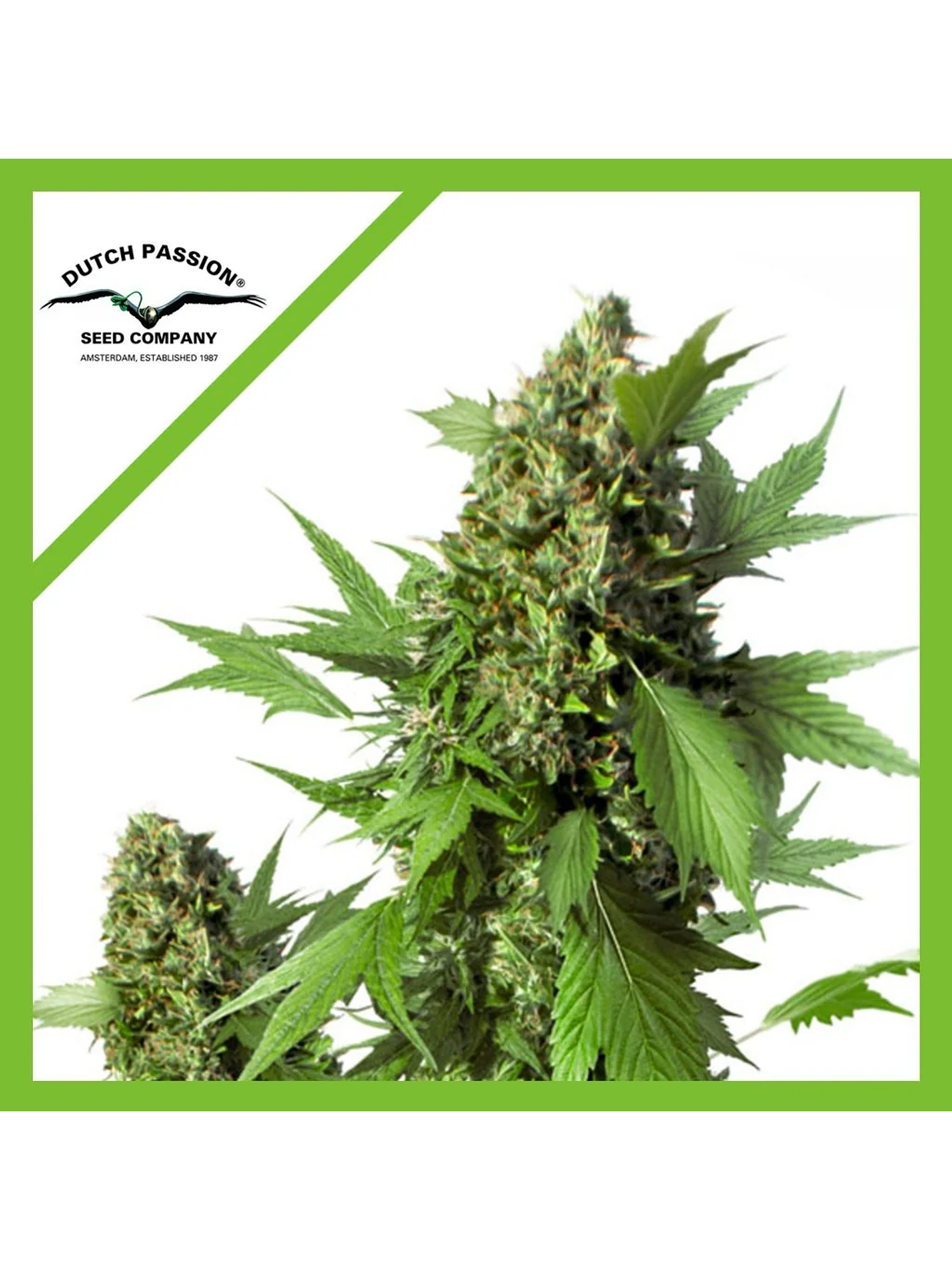 Duck Auto X3-Dutch Passion 1