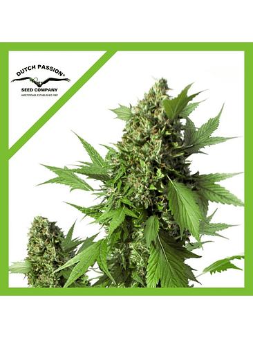 DUCK AUTO X3-DUTCH PASSION 1