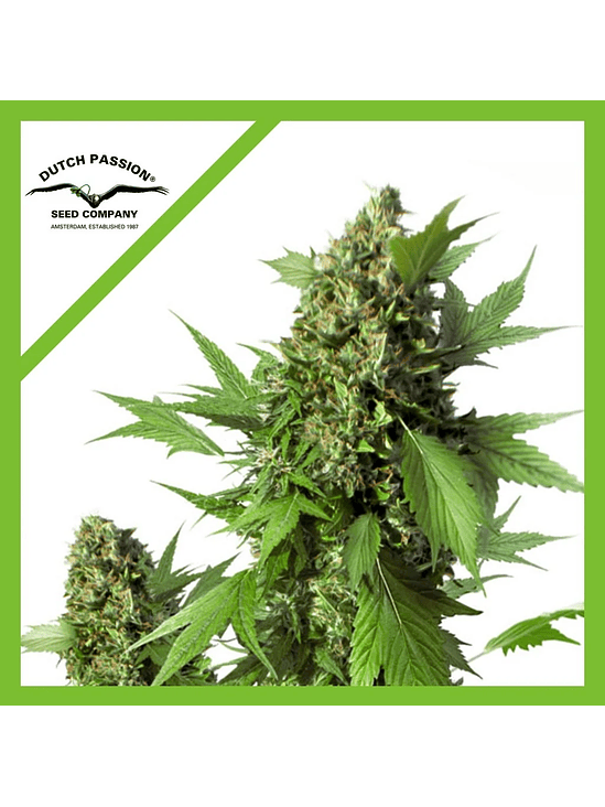 DUCK AUTO X3-DUTCH PASSION 1