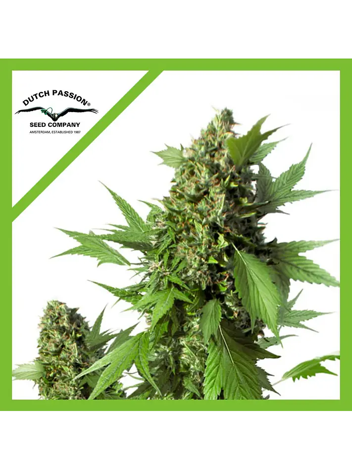 Duck Auto X3-Dutch Passion 1