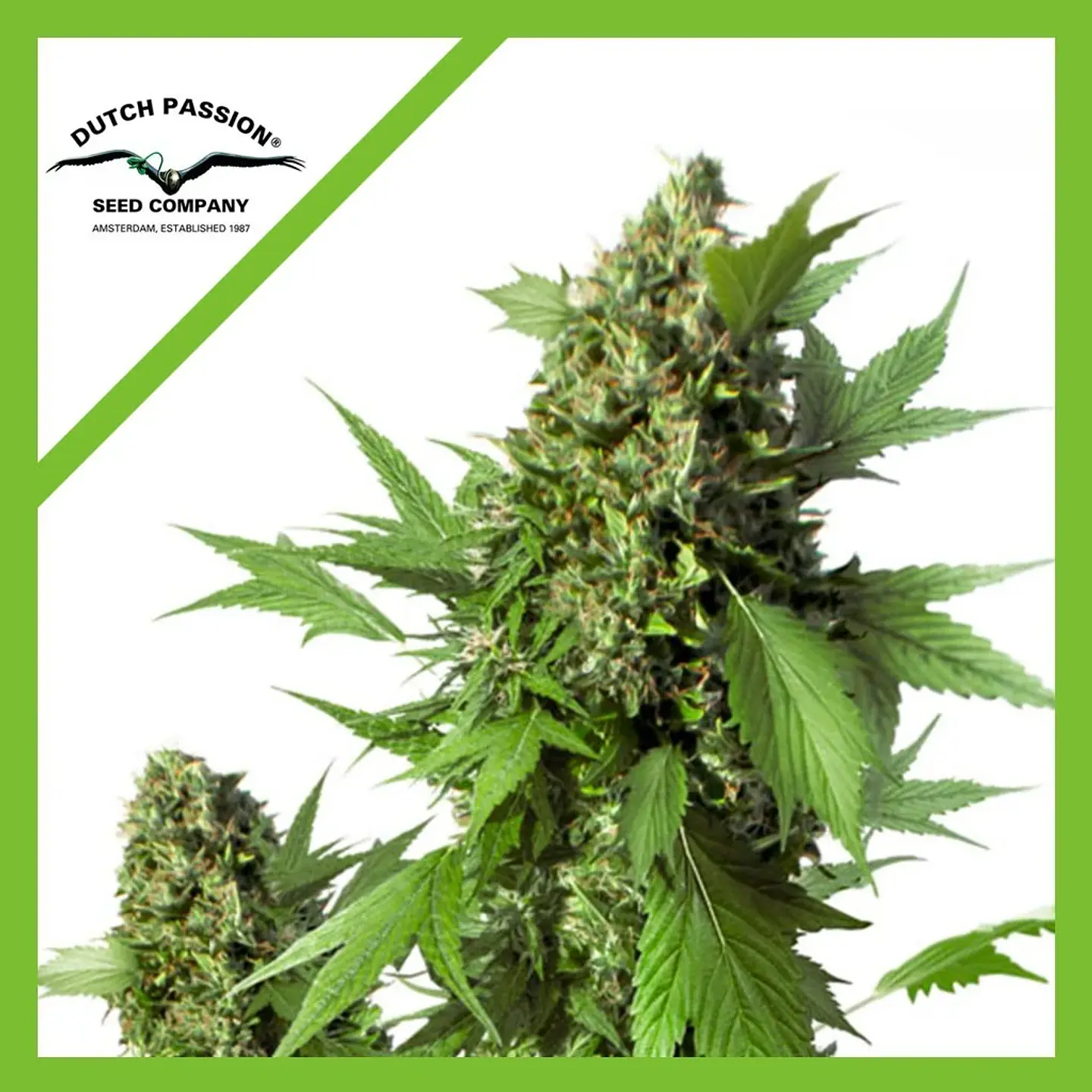 Duck Auto X3-Dutch Passion 1