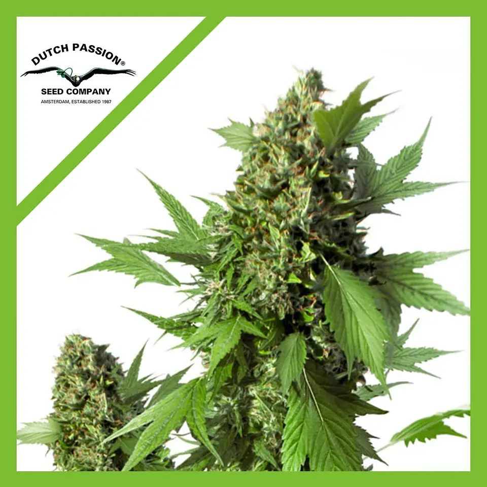 Duck Auto X3-Dutch Passion 1