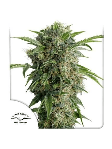 DAIQUIRI LIME  AUTO X3-DUTCH PASSION 1