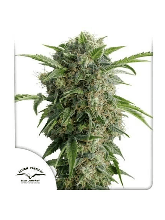 DAIQUIRI LIME  AUTO X3-DUTCH PASSION 1