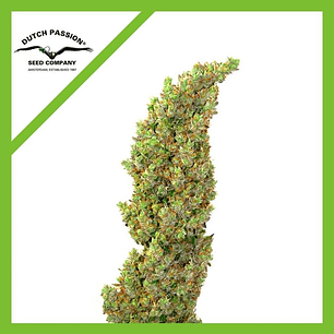 DAIQUIRI LIME  AUTO X3-DUTCH PASSION