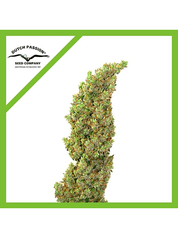 DAIQUIRI LIME  AUTO X3-DUTCH PASSION 2