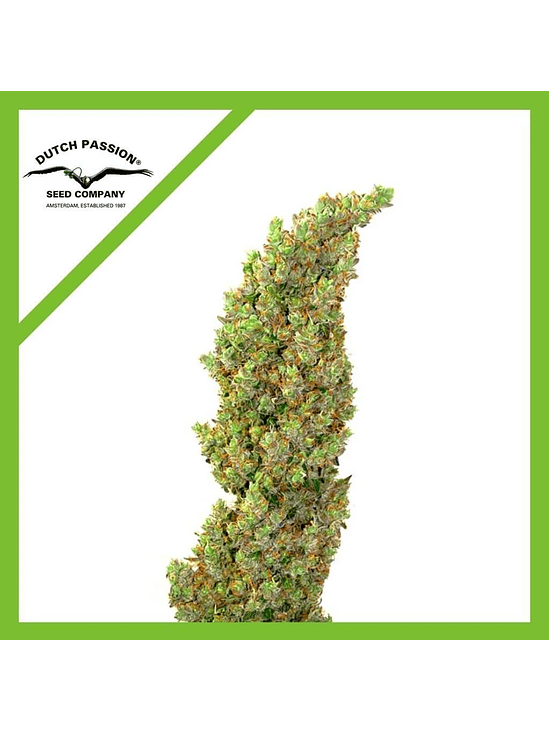 DAIQUIRI LIME  AUTO X3-DUTCH PASSION 2