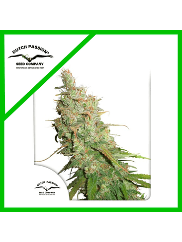 DESFRAN  AUTO X3-DUTCH PASSION 1