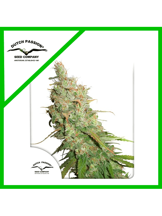 DESFRAN  AUTO X3-DUTCH PASSION 1