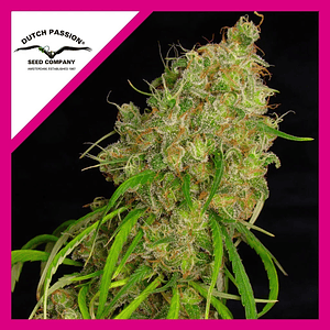 Desfran Fem X3-Dutch Passion