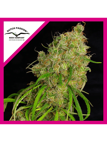 DESFRAN FEM X3-DUTCH PASSION 1