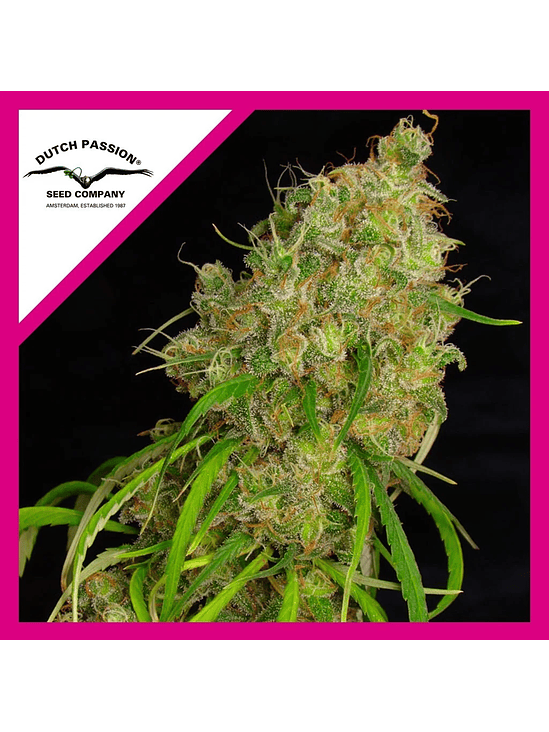 DESFRAN FEM X3-DUTCH PASSION 1